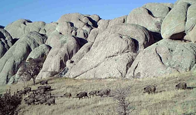 Fotokapan Görüntüleri Belgeselleri Aratmadı