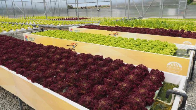 Hatay, Topraksız Tarımda 17 Ülke Şehirleri Arasında Birinci