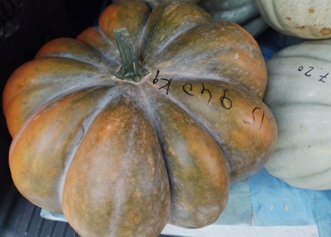 Yerli Tohumla Dev Kabaklar Yetiştiriyor