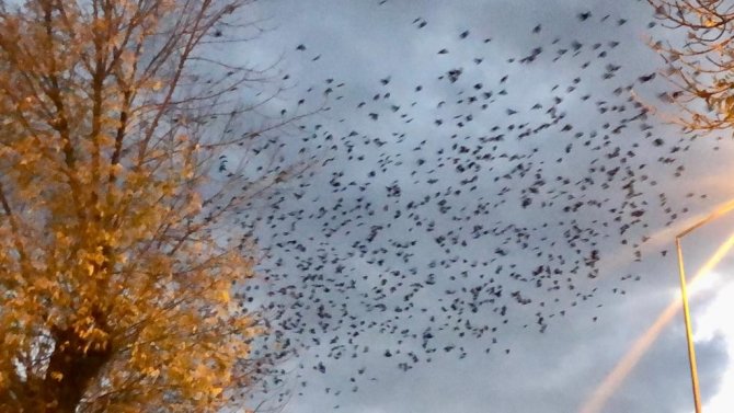 Kars’ta Kargaların Gökyüzünde Dansı Kamerada