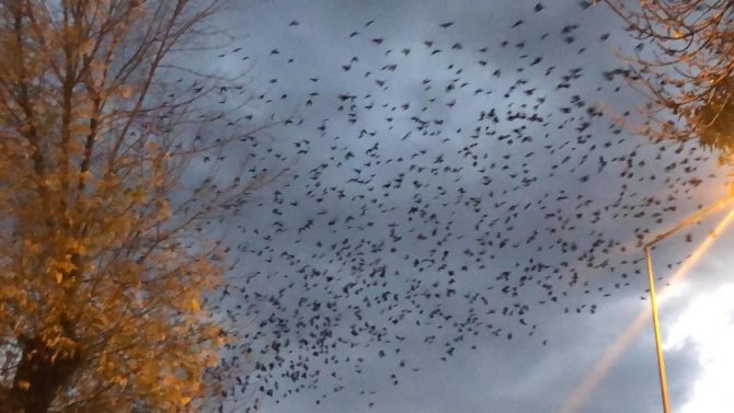 Kars’ta Kargaların Gökyüzünde Dansı Kamerada