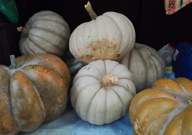 Yerli Tohumla Dev Kabaklar Yetiştiriyor