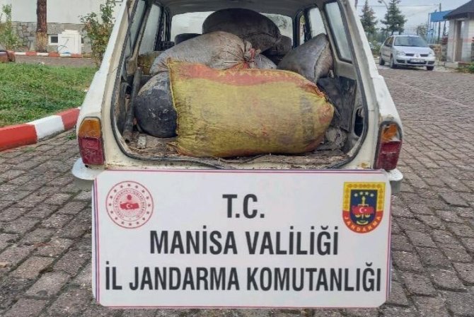 Zeytin Hırsızları Jandarmadan Kaçamadı