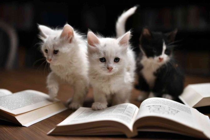 Edebiyatseverler Kedili Tekke’de Buluştu