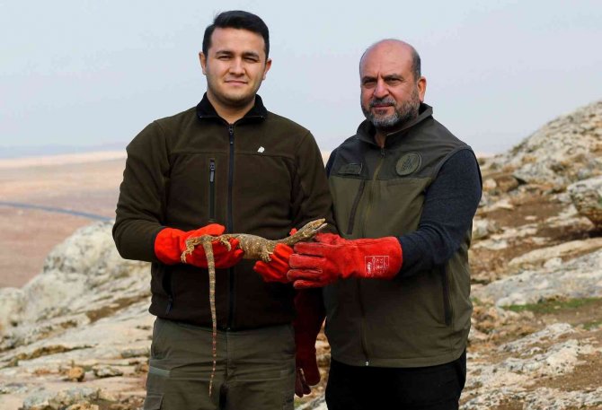 Şanlıurfa’da Bulunan Çöl Varanı Tedaviye Alındı