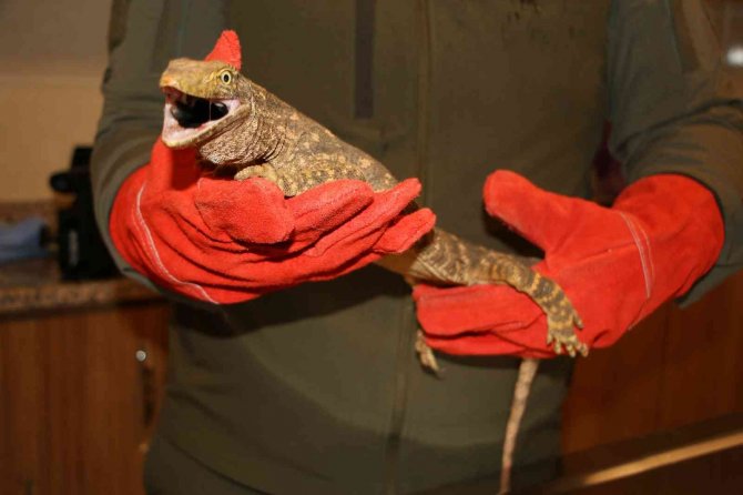 Şanlıurfa’da Bulunan Çöl Varanı Tedaviye Alındı