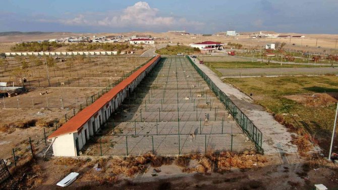 Dünyaca Ünlü Kangallar, 60 Bin Ziyaretçi Ağırladı