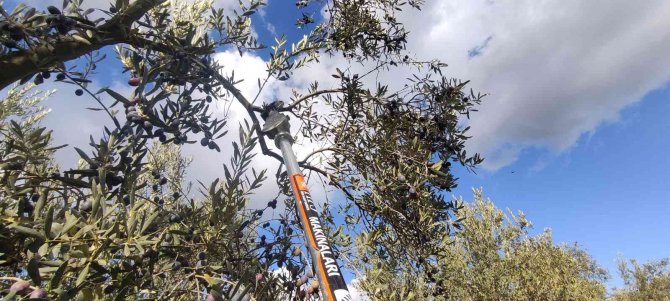 Soğuk Ve Çamur Onları Durdurmuyor...hasat Yapıyorlar