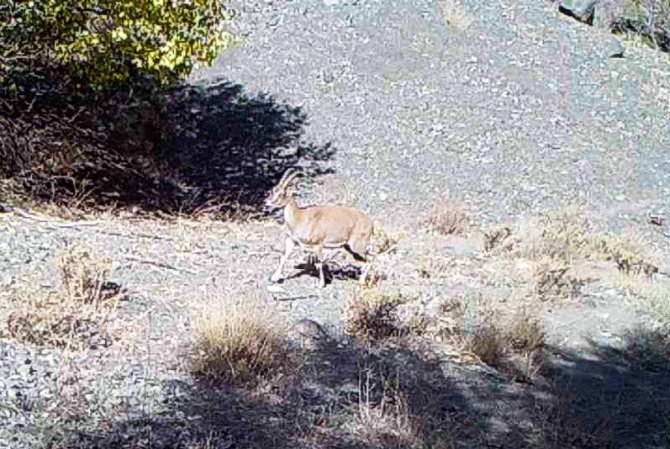 Fotokapan Görüntüleri Belgeselleri Aratmadı
