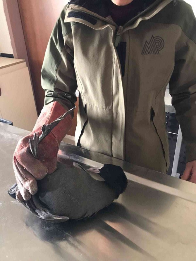 Kars’ta Sakarmeke Tedavi Altına Alındı