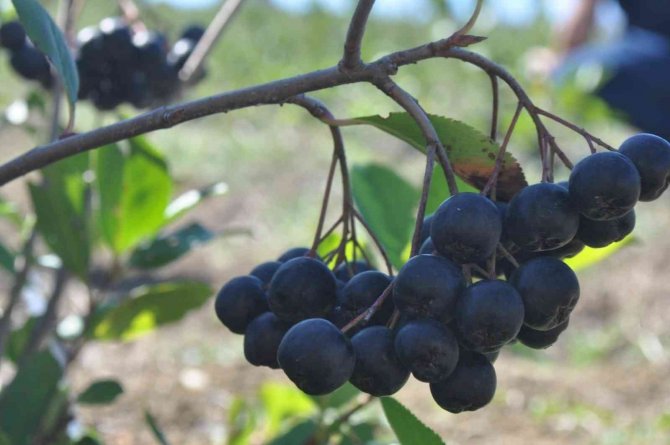 Yalova Aronyasının Üretimi Katlanarak Artıyor