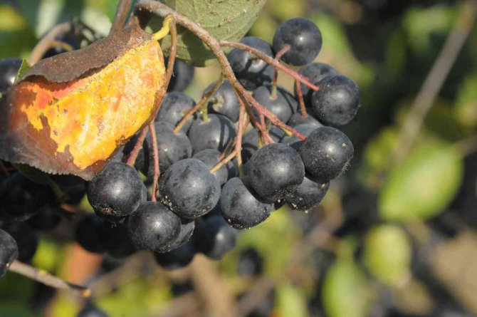 Yalova Aronyasının Üretimi Katlanarak Artıyor