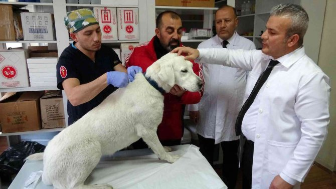 Kedi Ve Köpek Sahipleri Dikkat, Yasal Süre 31 Aralık’ta Doluyor