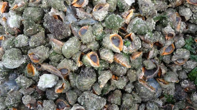 Deniz Salyangozundan 20 Ayda 15 Milyon Doların Üzerinde Döviz Girdisi