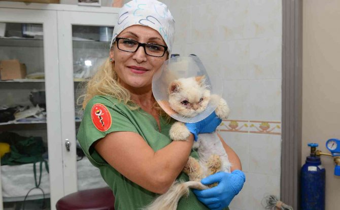 Sokağa Terk Edilen Kedi, Estetik Operasyonuyla Gözlerine Kavuştu