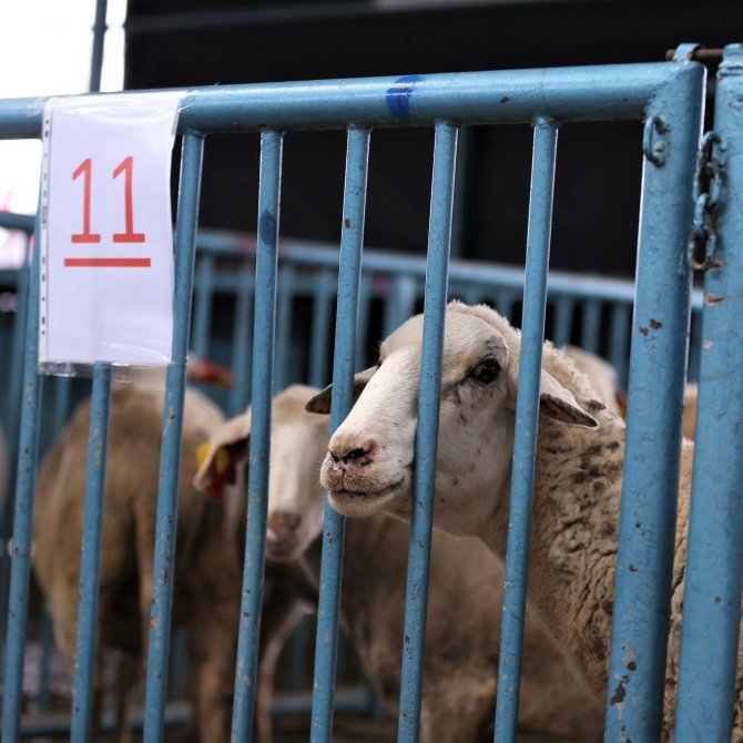 Kadın Üreticilere Küçükbaş Hayvan Ve Yem Desteği Sağlandı