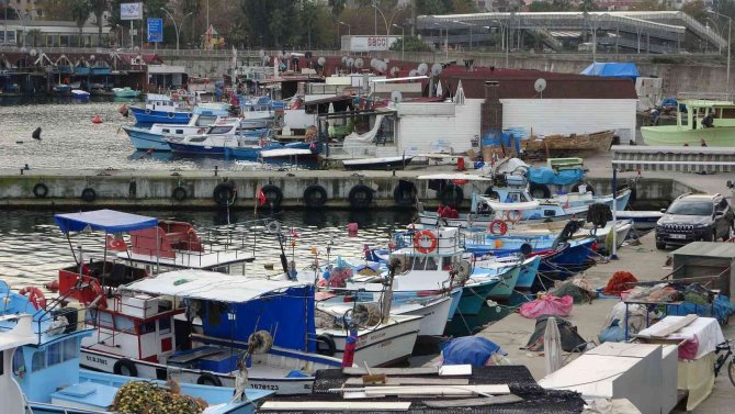 Deniz Salyangozundan 20 Ayda 15 Milyon Doların Üzerinde Döviz Girdisi