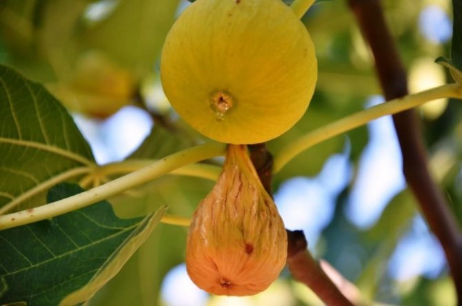 İ̇ncirin 272 Çeşit Dişisi, 58 Çeşit Erkeği Olmak Üzere 330 Türü Bulunuyor