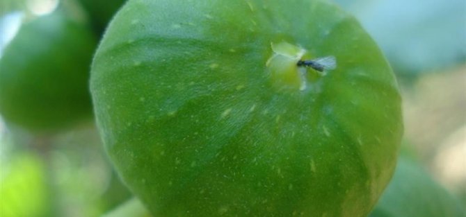 İ̇ncirin 272 Çeşit Dişisi, 58 Çeşit Erkeği Olmak Üzere 330 Türü Bulunuyor