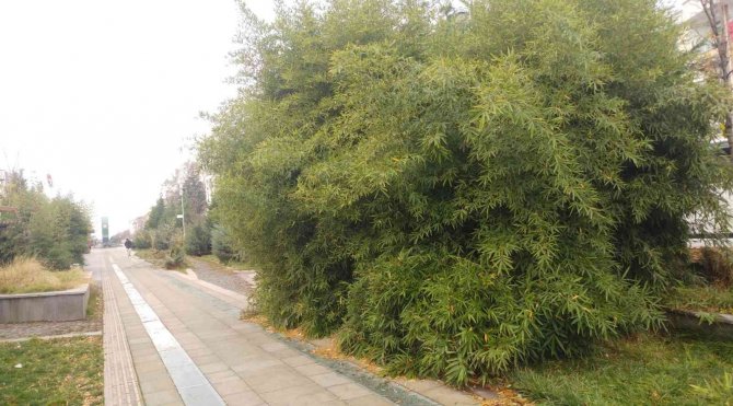 Hatboyu’nun Bakımsız Hali Dikkat Çekiyor