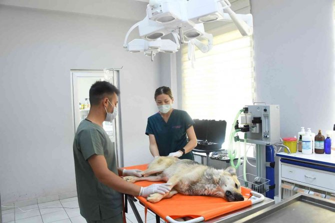 Başkan Altay’dan Hayvan Barınağındaki Olayla İlgili Açıklama