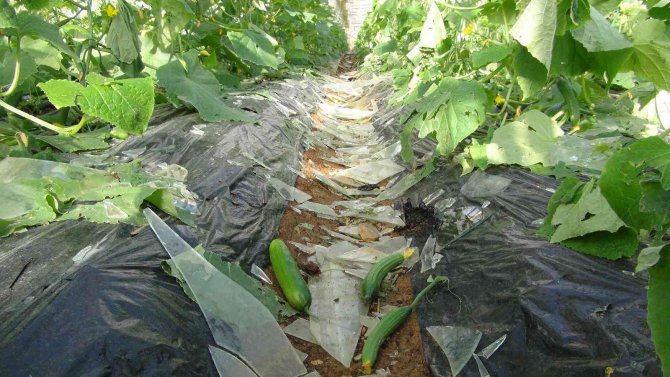 Mersin’de Dolu Felaketinde Cam Seraları Yerle Bir Oldu