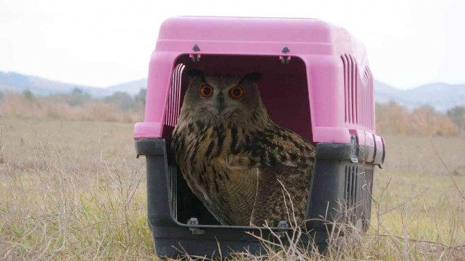 Tedavisi Tamamlanan ’Puhu’ Doğaya Salındı