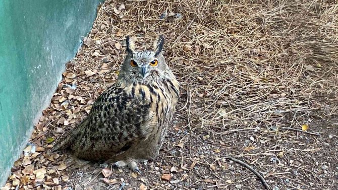 Tedavisi Tamamlanan ’Puhu’ Doğaya Salındı