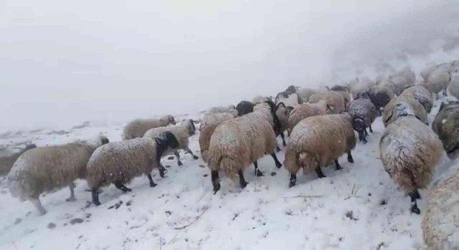 Otlanmaya Çıkarılan Sürü Kar Yağışına Yakalandı