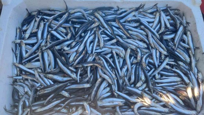 Hamsinin Fiyatı Düştü