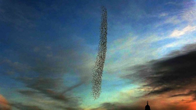 Sığırcık Kuşlarının Gökyüzü Şöleni Mest Etti