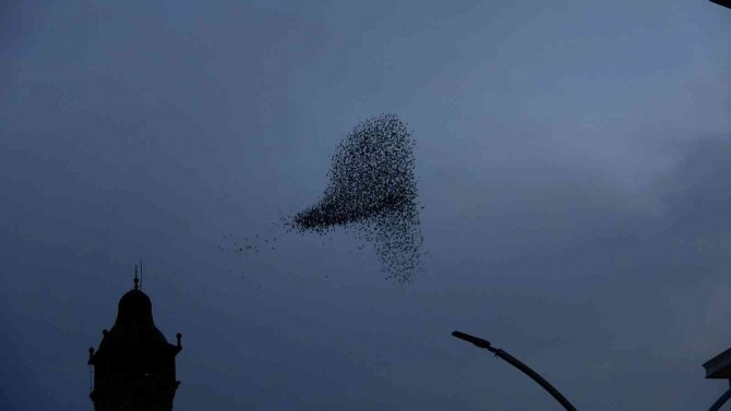 Sığırcık Kuşlarının Gökyüzü Şöleni Mest Etti