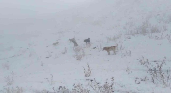 Otlanmaya Çıkarılan Sürü Kar Yağışına Yakalandı