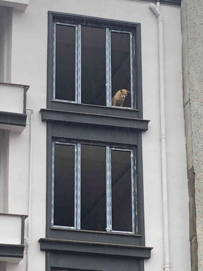 Binada Mahsur Kalan Köpeği İtfaiye Ekipleri Kurtardı