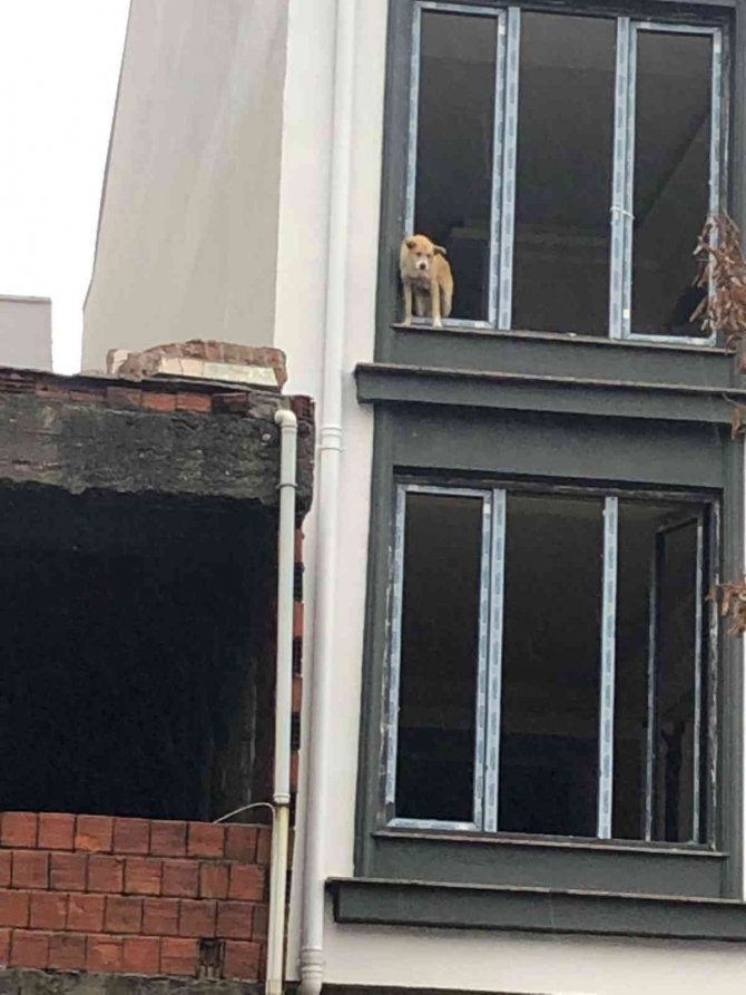 Binada Mahsur Kalan Köpeği İtfaiye Ekipleri Kurtardı