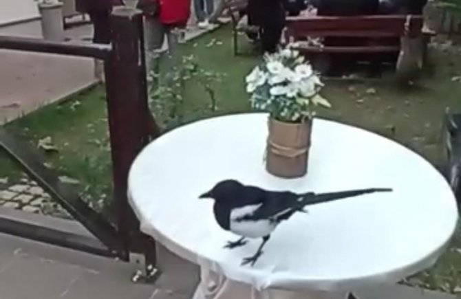 Besleyip İyileştirdiği Karga, Her Gün Ziyaretine Geliyor