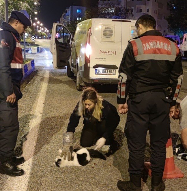 Yol Kenarında Yaralı Halde Bulunan Hayvanlara Jandarma Şefkati