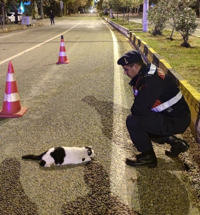 Yol Kenarında Yaralı Halde Bulunan Hayvanlara Jandarma Şefkati