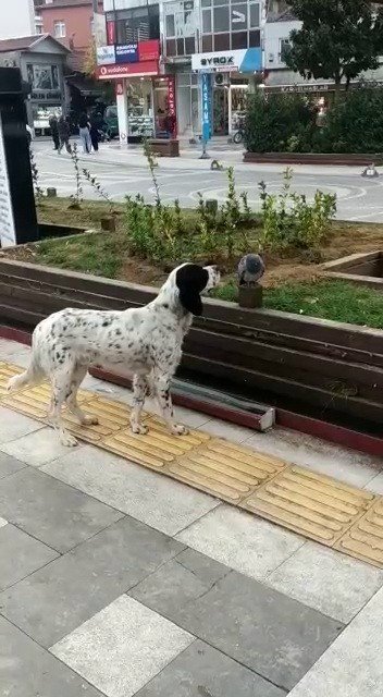 Köpek Hasta Güvercinin Başında Bekledi