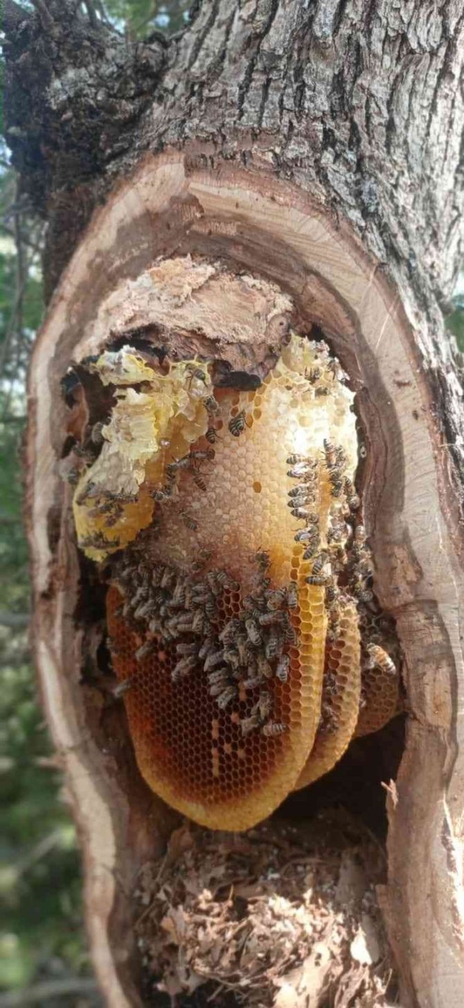 Elazığ’da Arıların Doğada Ürettiği Ballar Bal Avcıları Tarafından Toplanıyor