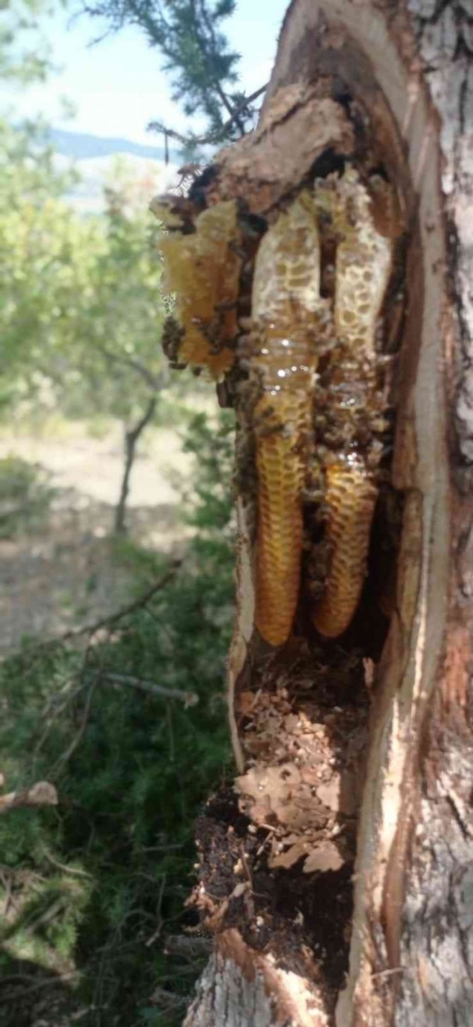 Elazığ’da Arıların Doğada Ürettiği Ballar Bal Avcıları Tarafından Toplanıyor