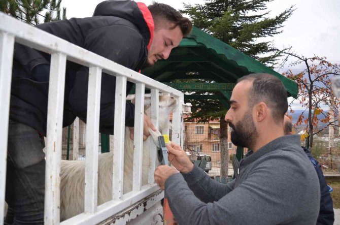 Emet’te "Keçi Belediyeden, Süt Köylüden, Peynir Kooperatiften" Projesi