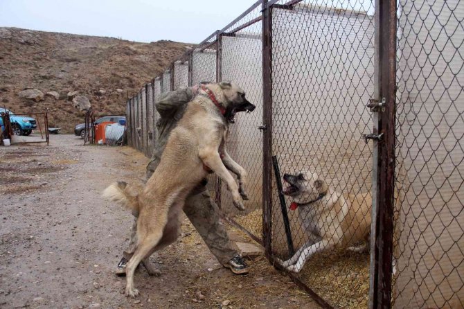 Kangallar, Kurttan Daha Güçlü