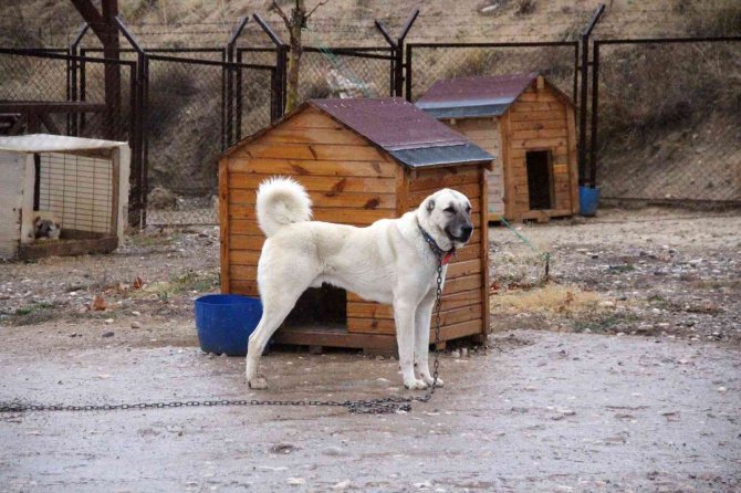 Kangallar, Kurttan Daha Güçlü