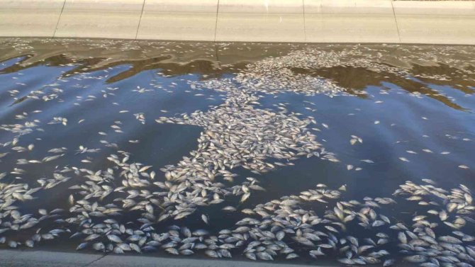 Hamzadere’de Toplu Balık Ölümleri Endişelendirdi