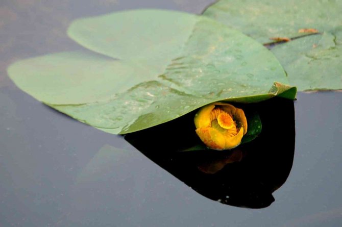 Nilüfer Çiçekleri Kartpostallık Görüntüler Oluşturdu