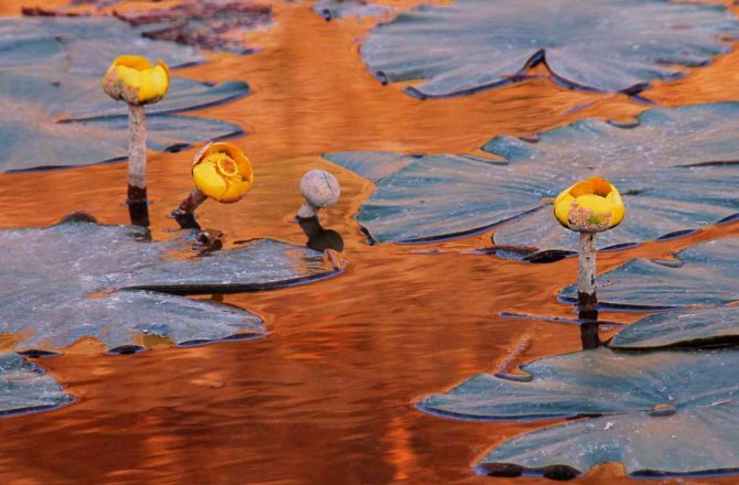 Nilüfer Çiçekleri Kartpostallık Görüntüler Oluşturdu