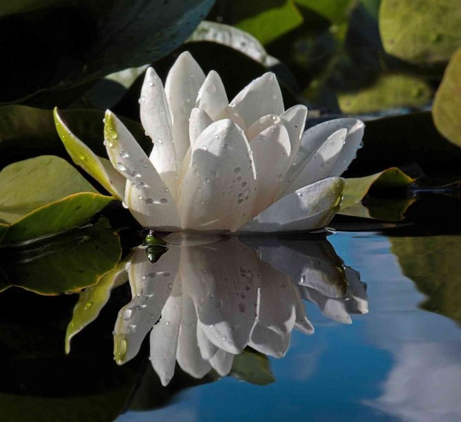 Nilüfer Çiçekleri Kartpostallık Görüntüler Oluşturdu