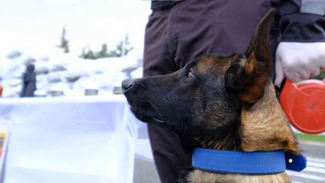 Kırklareli Tarihinin En Büyük Uyuşturucu Operasyonu: 86 Kilogram Skunk Ele Geçirildi