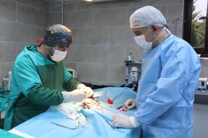 "Uyutulması Gerekiyor" Denilen Sokak Köpeği Patilik’te İyileşti